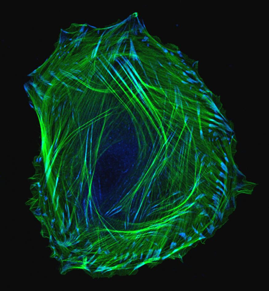 microscopic image of a cell.