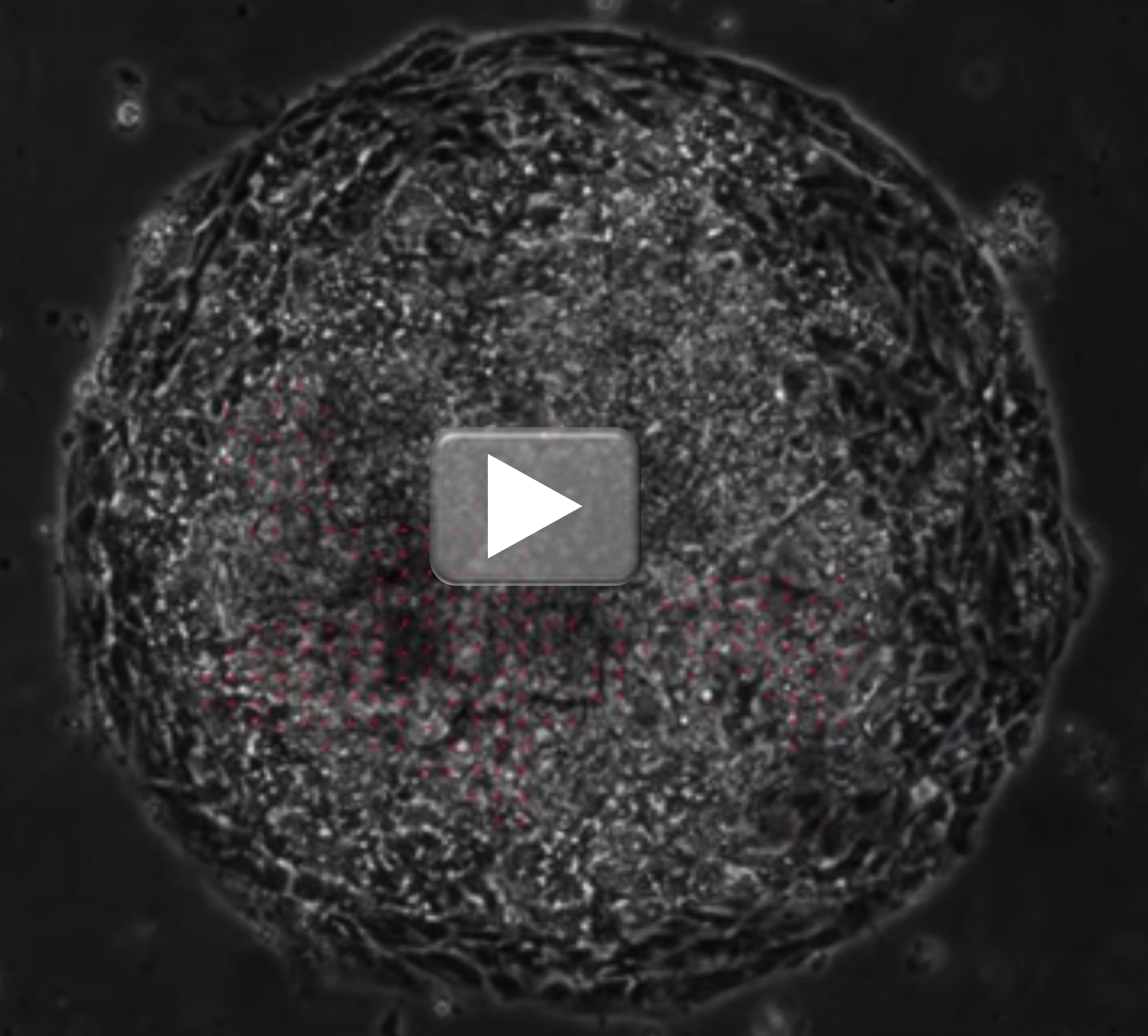 iPS heart cells video