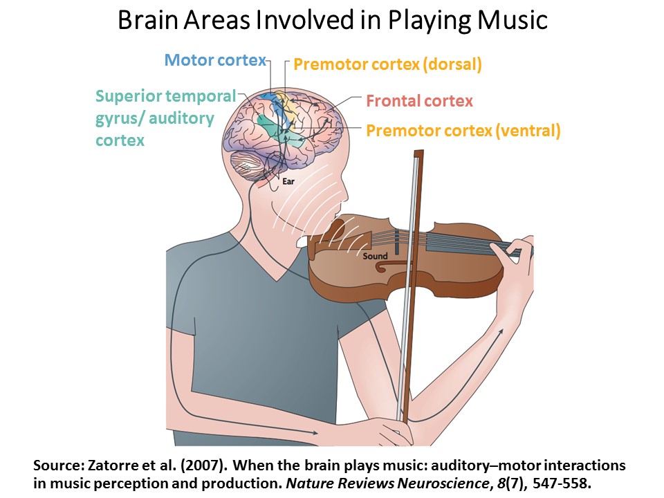 Brain Arias Involved in Playing Music