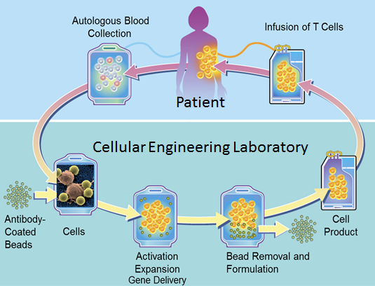 Flow chart of CAR-T cell development for clinical use
