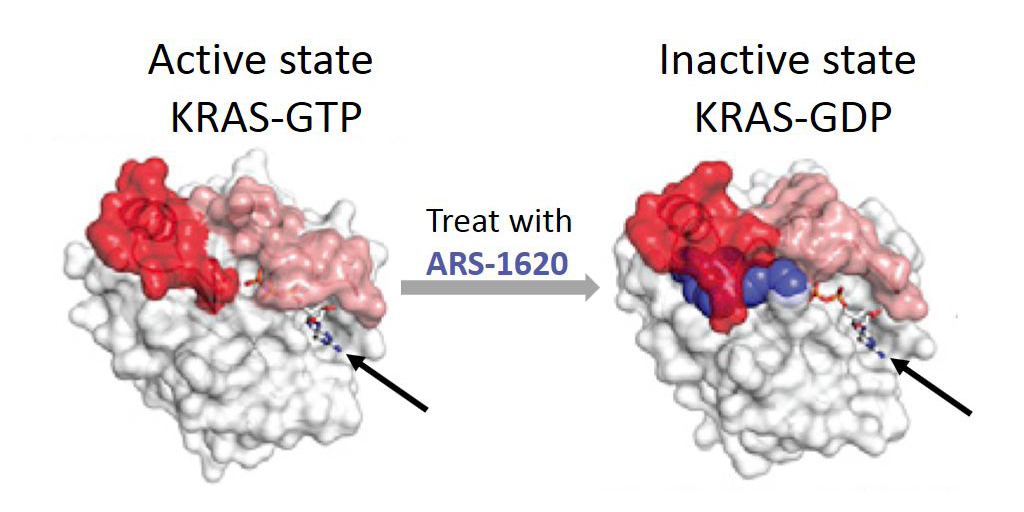 KRAS in active and inactive states