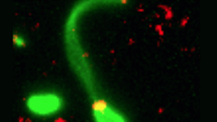 A Bacterium Reaches Out and Grabs Some New DNA – NIH Director's Blog