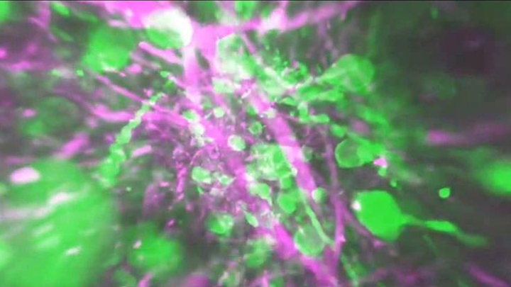 Screen capture of the visual cortex video