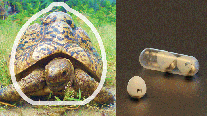 Turtle shape compared to capsule shape