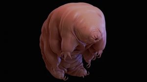 A tardigrade imaged using scanning electron microscopy.