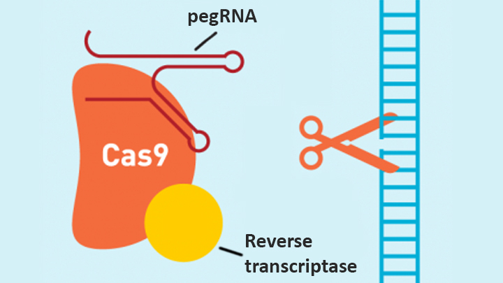 CRISPR-Prime.jpg