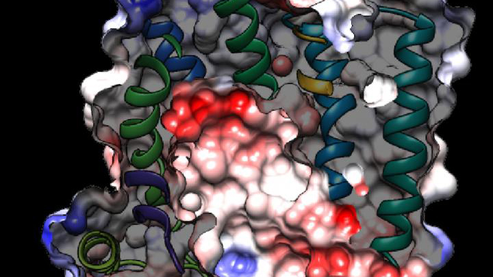 Cryo-EM Image of P. falciparum Protein