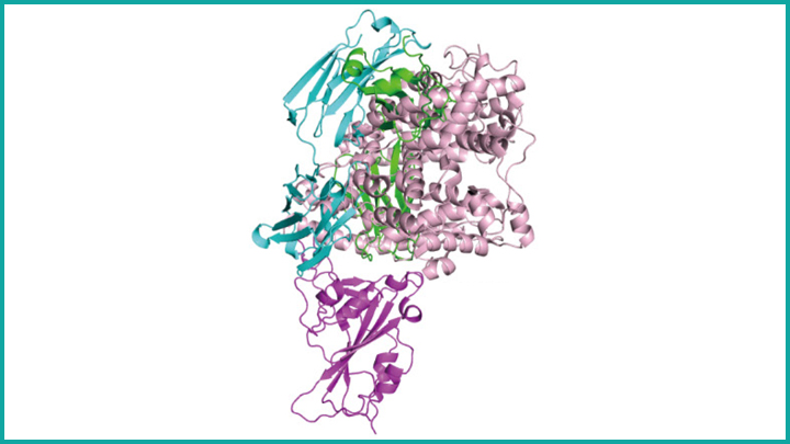 B38 Antibody and SARS-CoV-2 wtih ACE2 Receptor