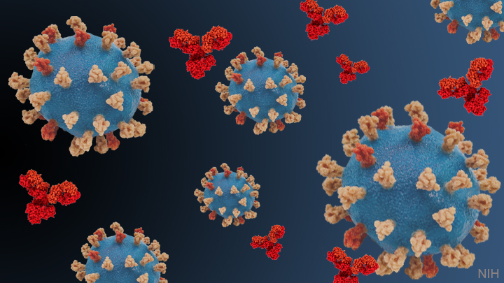 SARS-CoV-2 and Antibodies