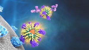 Viruses with nanoparticles attached