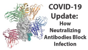 COVID-19 Update-Antibodies