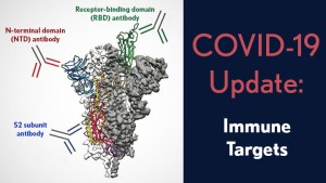 COVID-19 Update: Viral spike with labels Receptor-binding domain (RBD) antibody, N-terminal domain (NTD) antibody, S2 subunit antibody