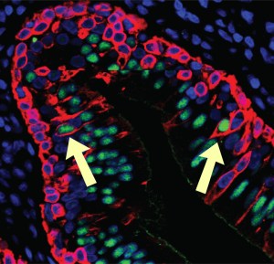 Photomicroscopy showing red basal cells below green ciliated cells, with transitional cells between showing green centers and red outlines