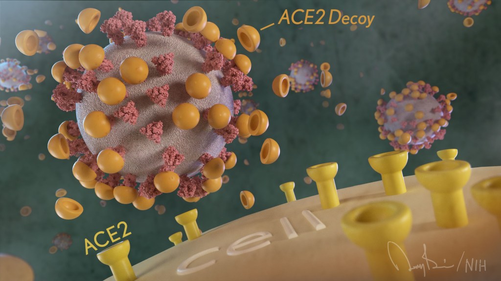 Virus's spikes being covered with ACE2 decoys. ACE2 receptors on surface are empty