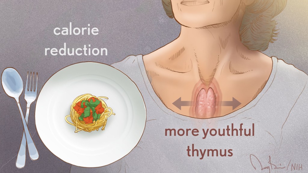 Calorie reduction -- a plate with a small amount of food. More youthful thymus -- woman with a growing thymus