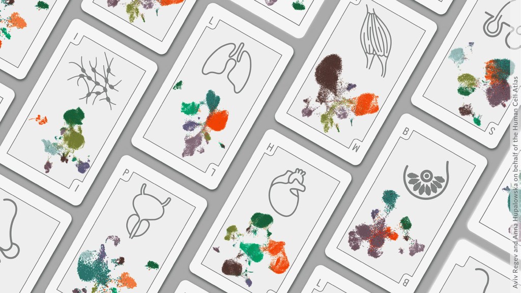 A field of playing cards showing different body tissues