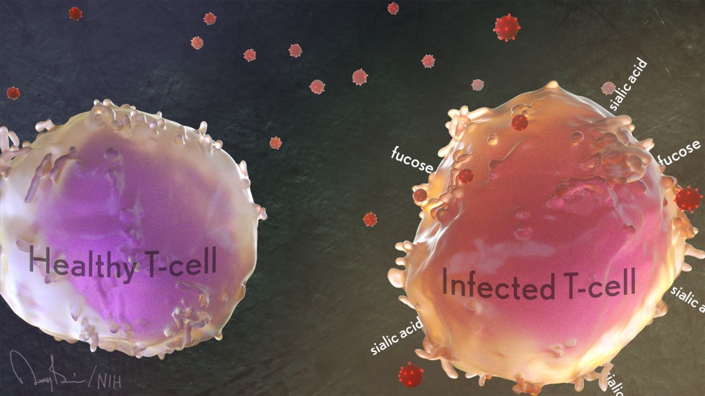 One cell labeled "Healthy T-cell" and another cell that is surrounded by HIV, "Infected T-cell".