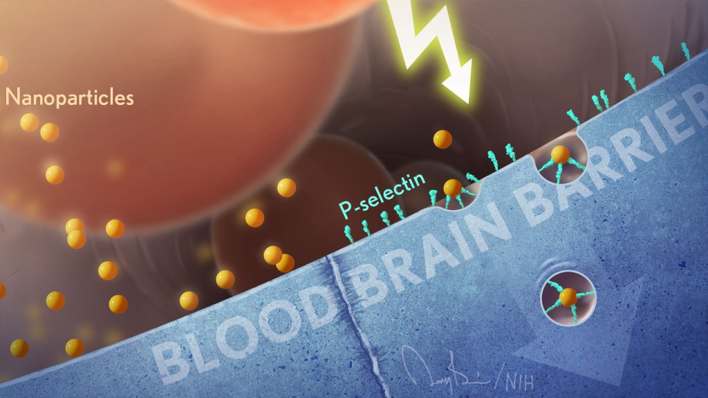 Nanoparticles rain down on the blood brain barrier. A cell receives radiation and expresses P-selectin, which allows the nanoparticles to be taken into the cell and past the barrier.