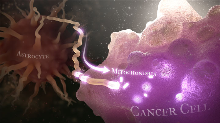 An astrocyte extends a long, thin nanotube to deliver mitochondria to a cancer cell. The cancer cell uptakes the mitochondria and begins to use them.