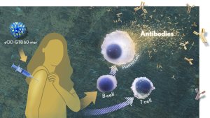 eOD-GT8 60-mer is injected into a cartoon woman's shoulder. Her body makes B-cells. Dashed arrows suggest that plasma cells will be created that make many antibodies. Also T-cells will be made by her body in response.