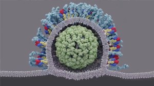 A virus with spikes on its surface is merging into a cell membrane.