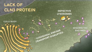 Lack of CLN2 protein. Golgi bodies create lysosomal enzymes. Green proteins are in the membrane of the Golgi. Lysosomal enzyme transport from the Golgi to the lysosomes is disrupted leading to defective lysosomes and disdirectred enzymes.