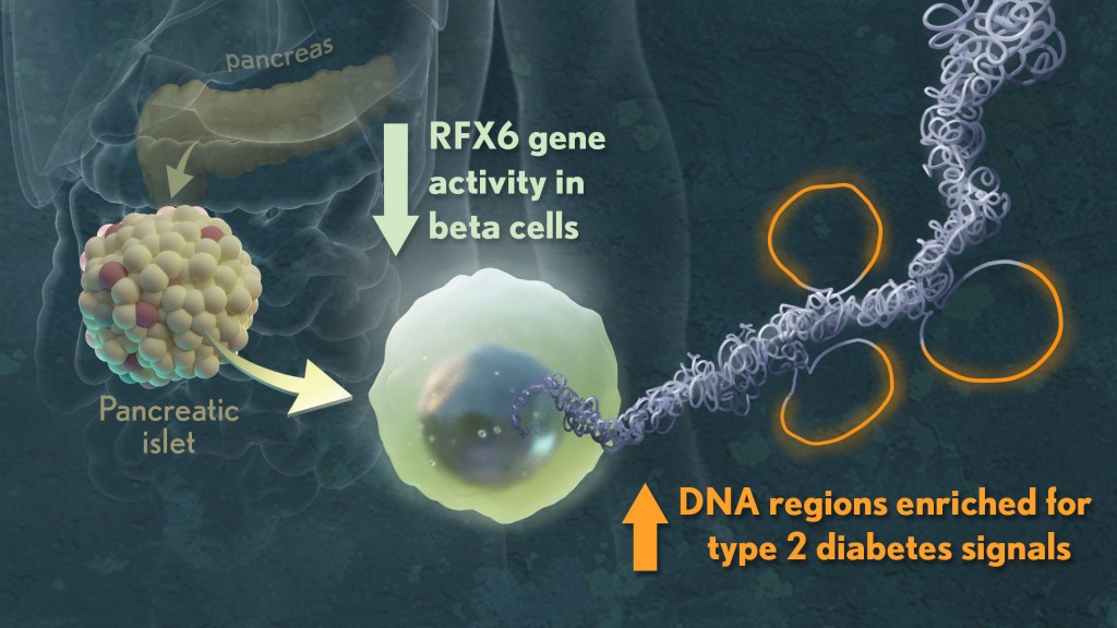 an arrow goes from the pancreas to a pancreatic islet, then to a beta cell. RFX6 gene activity is beta cells is decreased. DNA regions are enriched for type 2 diabetes signals