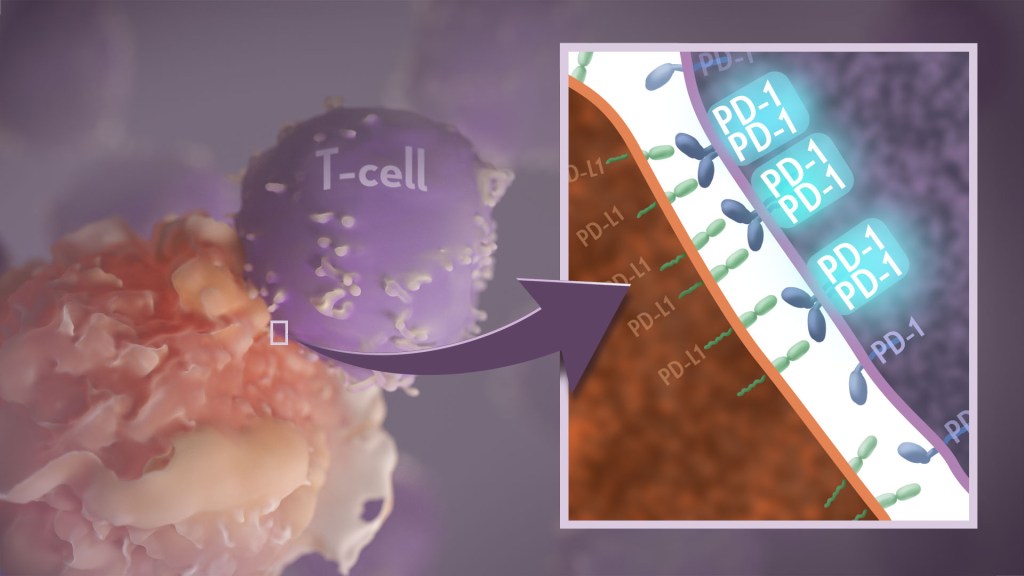一个T细胞和另一个细胞正在接触。放大的区域显示T细胞上的PD-1蛋白正在形成对并与另一个细胞的PD-L1结合