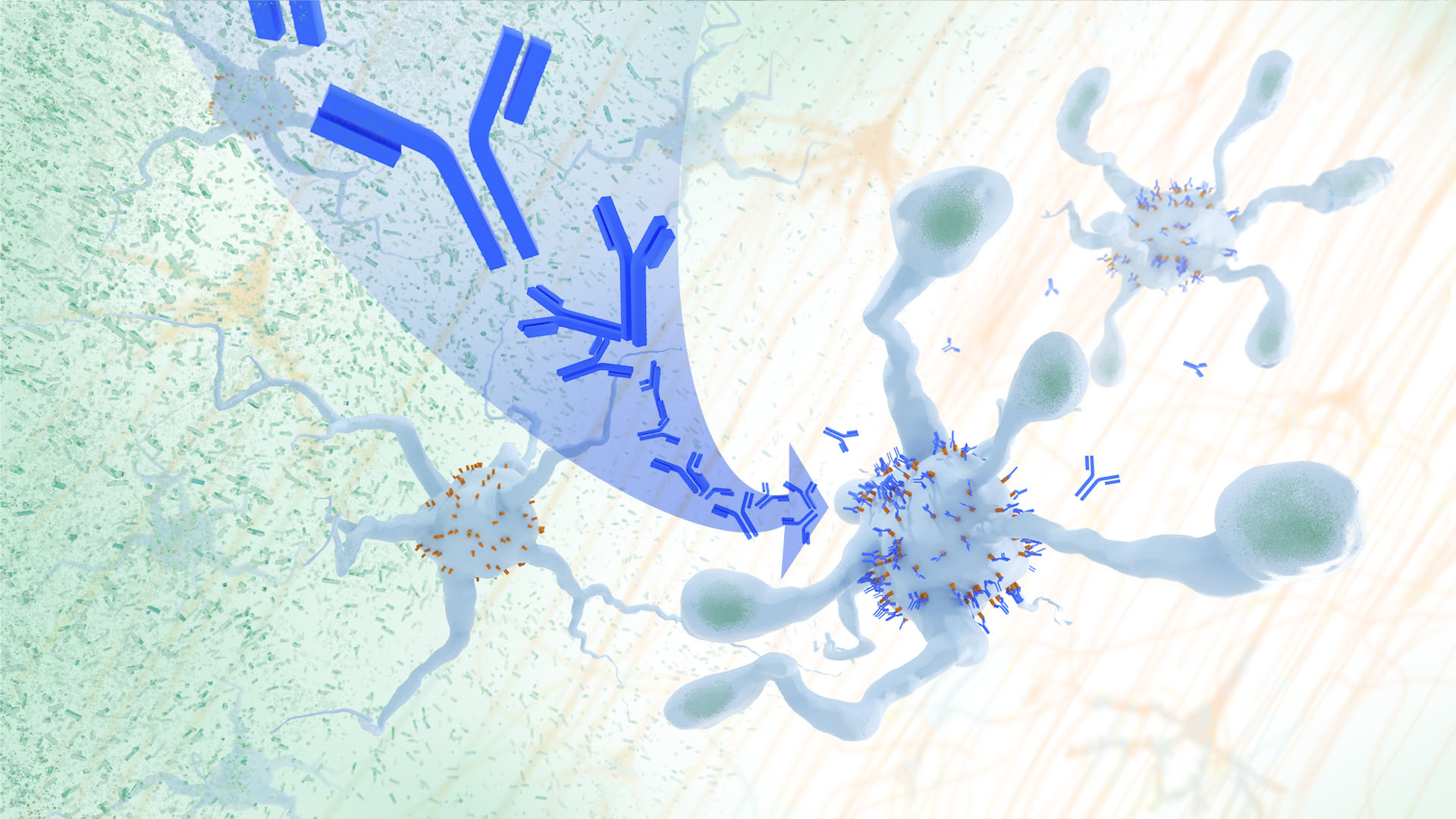 A cloud of particles is cleared as antibodies cover receptors on microglia.