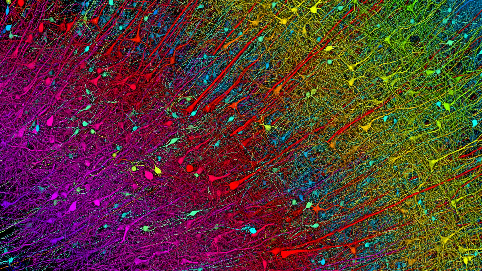 A field of neurons rendered in bands of color