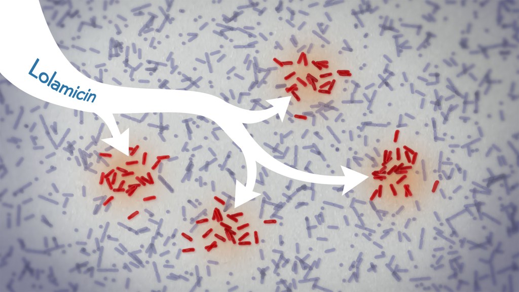 a line of white arrows labeled Lolamycin move past purple bacteria and point only to red bacteria.